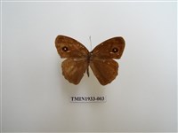 藏品(小眉眼蝶)的圖片